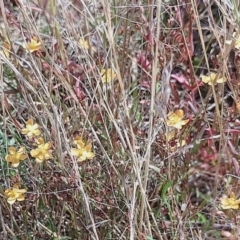 Hypericum gramineum at Jerrabomberra, ACT - 26 Jan 2023