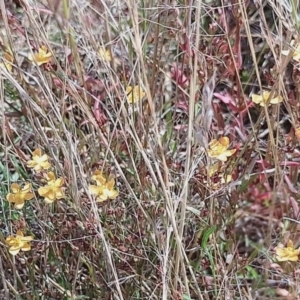 Hypericum gramineum at Jerrabomberra, ACT - 26 Jan 2023