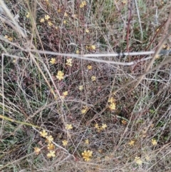 Hypericum gramineum at Jerrabomberra, ACT - 26 Jan 2023