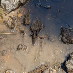 Cherax destructor at Latham, ACT - 26 Jan 2023 11:45 AM