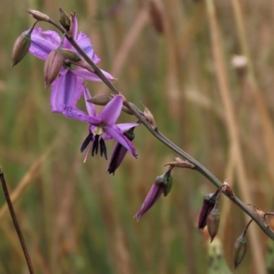 Arthropodium fimbriatum (Nodding Chocolate Lily) at Budjan Galindji (Franklin Grassland) Reserve - 7 Dec 2022 by AndyRoo