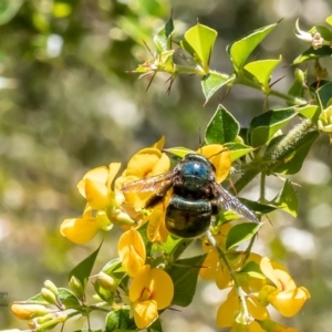 Xylocopa (Lestis) aerata at Acton, ACT - 26 Jan 2023