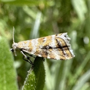 Asterivora lampadias at Cotter River, ACT - 25 Jan 2023 01:29 PM