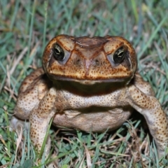 Rhinella marina (Cane Toad) at Wellington Point, QLD - 22 Jan 2023 by TimL