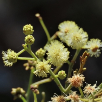 Acacia mearnsii (Black Wattle) at Budjan Galindji (Franklin Grassland) Reserve - 25 Jan 2023 by AndyRoo
