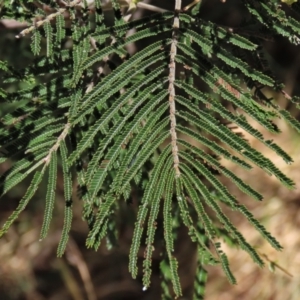 Acacia mearnsii at Harrison, ACT - 25 Jan 2023