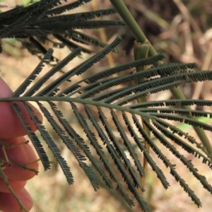 Acacia mearnsii at Harrison, ACT - 25 Jan 2023