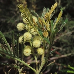 Acacia mearnsii at Harrison, ACT - 25 Jan 2023