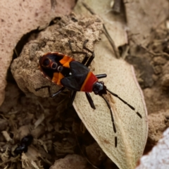 Dindymus versicolor (Harlequin Bug) at Stromlo, ACT - 21 Jan 2023 by KorinneM