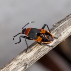 Dindymus versicolor at Stromlo, ACT - 21 Jan 2023