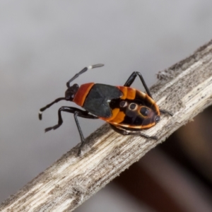 Dindymus versicolor at Stromlo, ACT - 21 Jan 2023 05:43 PM