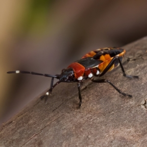 Dindymus versicolor at Stromlo, ACT - 21 Jan 2023