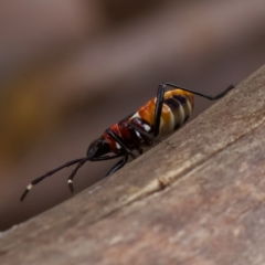 Dindymus versicolor at Stromlo, ACT - 21 Jan 2023