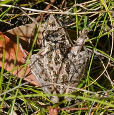 Litoria freycineti (Freycinet's Frog) at Hyams Beach, NSW - 21 Jan 2023 by RobG1