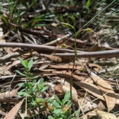 Thynninorchis huntianus (Common Elbow Orchid) at Bimberi Nature Reserve - 26 Jan 2023 by MattM