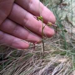 Thynninorchis huntianus at suppressed - suppressed