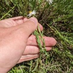 Rhodanthe anthemoides at Cotter River, ACT - 26 Jan 2023 12:19 PM