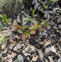 Pimelea ligustrina subsp. ciliata at Bimberi, NSW - 26 Jan 2023