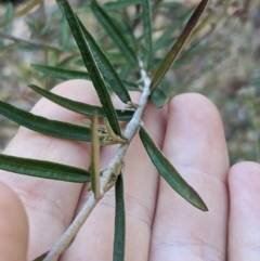 Astrotricha ledifolia (Common Star-hair) at Cotter River, ACT - 26 Jan 2023 by MattM