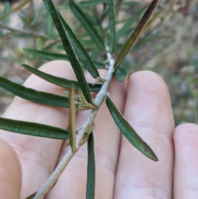 Astrotricha ledifolia (Common Star-hair) at Cotter River, ACT - 26 Jan 2023 by MattM