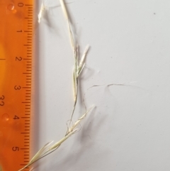 Rytidosperma racemosum var. racemosum at Wanniassa, ACT - 26 Jan 2023