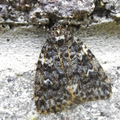Halone (genus) (A Tiger moth) at Brindabella, NSW - 21 Jan 2023 by JohnBundock