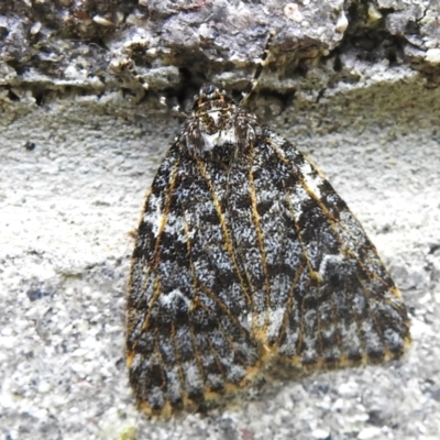 Halone (genus) (A Tiger moth) at Brindabella, NSW - 21 Jan 2023 by JohnBundock
