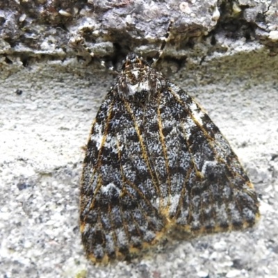 Halone (genus) (A Tiger moth) at Bimberi Nature Reserve - 21 Jan 2023 by JohnBundock