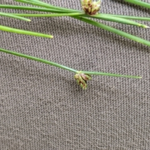 Isolepis sp. at Cotter River, ACT - 25 Jan 2023