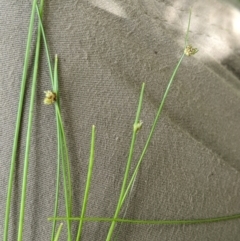 Isolepis sp. at Cotter River, ACT - 25 Jan 2023