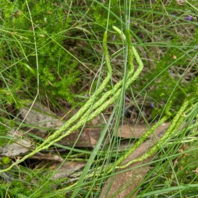 Austrolycopodium fastigiatum (Alpine Club Moss) at Cotter River, ACT - 25 Jan 2023 by MattM