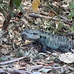 Intellagama lesueurii howittii (Gippsland Water Dragon) at ANBG - 26 Jan 2023 by Boagshoags