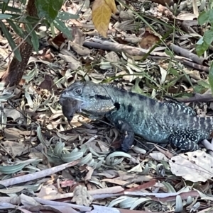 Intellagama lesueurii howittii at Acton, ACT - 26 Jan 2023