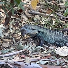 Intellagama lesueurii howittii at Acton, ACT - 26 Jan 2023