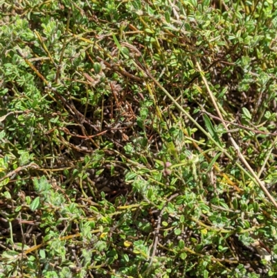 Pultenaea polifolia (Dusky Bush-pea) at Namadgi National Park - 25 Jan 2023 by MattM