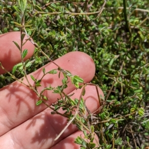 Pultenaea polifolia at Cotter River, ACT - 25 Jan 2023