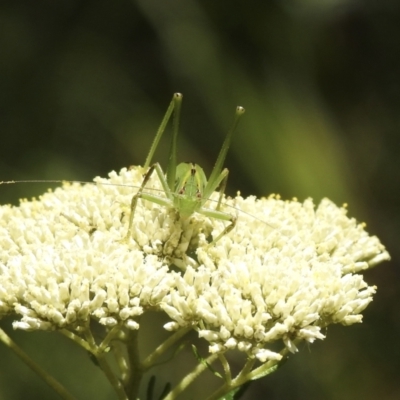 Caedicia simplex (Common Garden Katydid) at Bundanoon, NSW - 9 Jan 2023 by GlossyGal