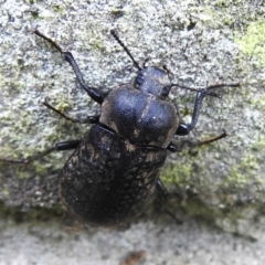 Pachycoelia sp. (genus) (A darkling beetle) at Namadgi National Park - 20 Jan 2023 by JohnBundock