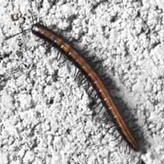 Paradoxosomatidae sp. (family) (Millipede) at Namadgi National Park - 21 Jan 2023 by JohnBundock