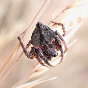 Dolophones sp. (genus) at Cook, ACT - 23 Jan 2023 03:24 PM