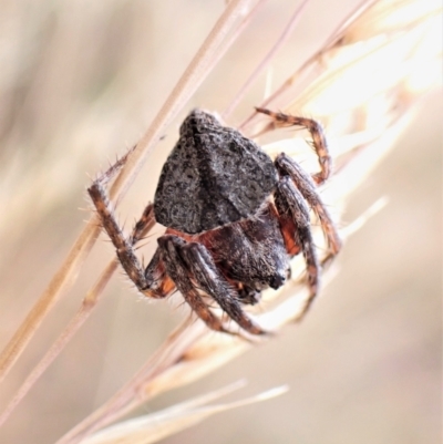 Dolophones sp. (genus) (Wrap-around spider) at Mount Painter - 23 Jan 2023 by CathB