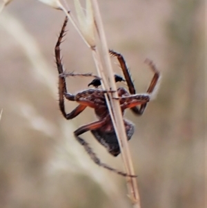 Dolophones sp. (genus) at Cook, ACT - 23 Jan 2023 03:24 PM