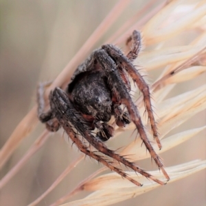 Dolophones sp. (genus) at Cook, ACT - 23 Jan 2023 03:24 PM