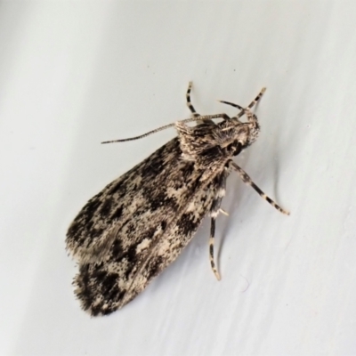 Barea (genus) (A concealer moth) at Cook, ACT - 23 Jan 2023 by CathB