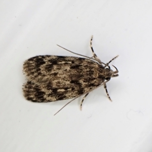 Barea (genus) at Cook, ACT - 23 Jan 2023