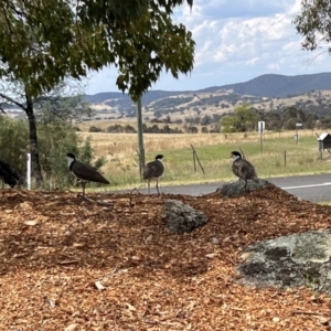 Vanellus miles at Paddys River, ACT - 26 Jan 2023