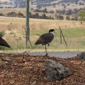 Vanellus miles at Paddys River, ACT - 26 Jan 2023 02:52 PM