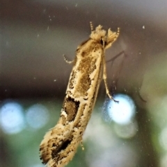 Moerarchis inconcisella (A tineid moth) at Cook, ACT - 25 Jan 2023 by CathB