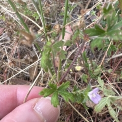 Geranium gardneri (Rough Crane's-Bill) at Aranda, ACT - 26 Jan 2023 by lbradley