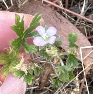 Geranium gardneri at Aranda, ACT - 26 Jan 2023 05:38 PM